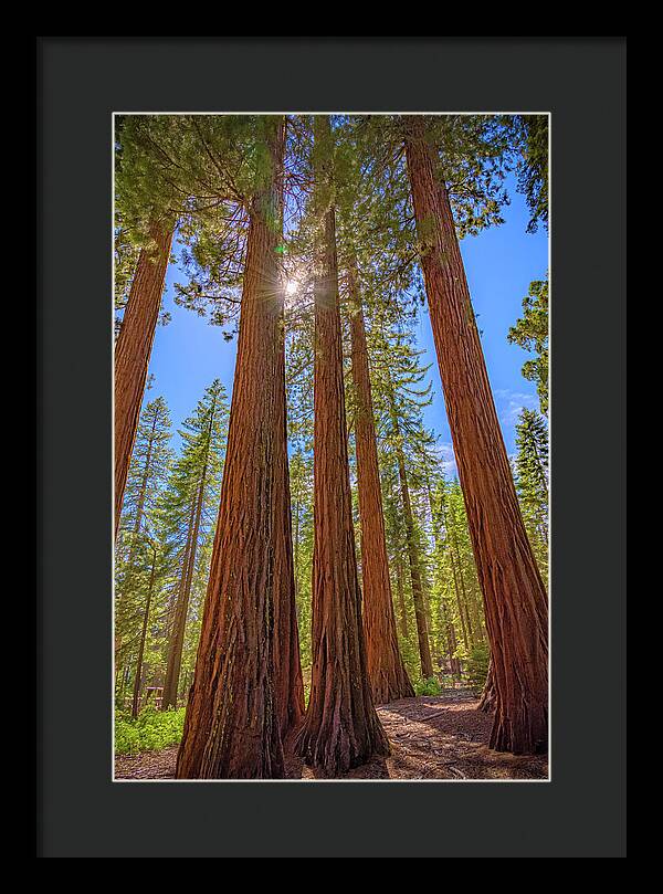 Sunshine Peeking Through Sequoia Trees - Framed Print