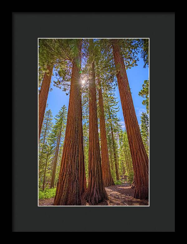 Sunshine Peeking Through Sequoia Trees - Framed Print