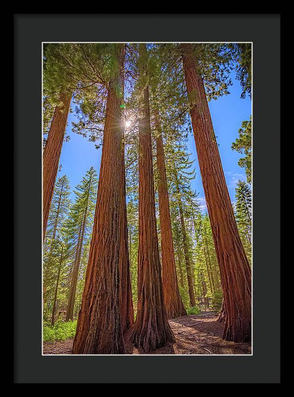 Sunshine Peeking Through Sequoia Trees - Framed Print