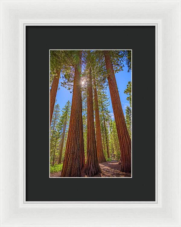 Sunshine Peeking Through Sequoia Trees - Framed Print