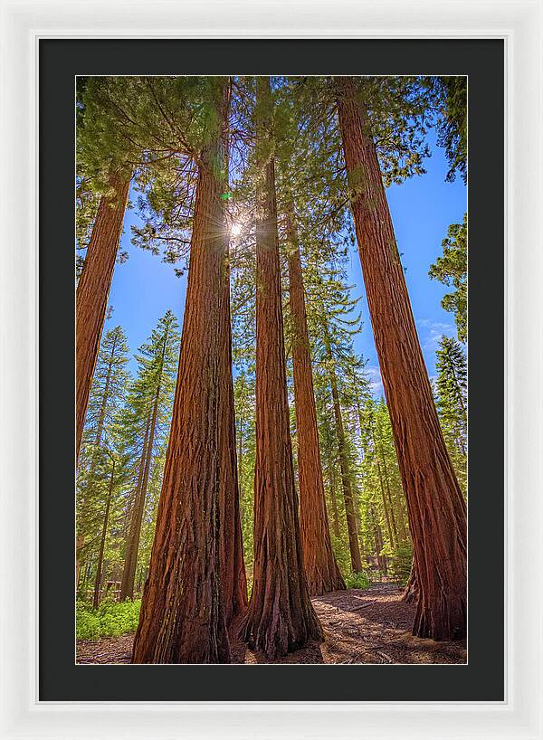 Sunshine Peeking Through Sequoia Trees - Framed Print