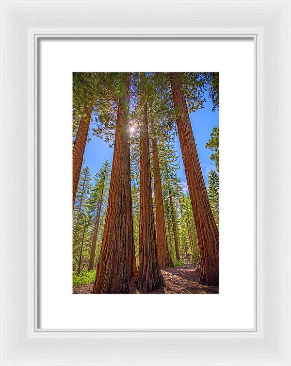 Sunshine Peeking Through Sequoia Trees - Framed Print