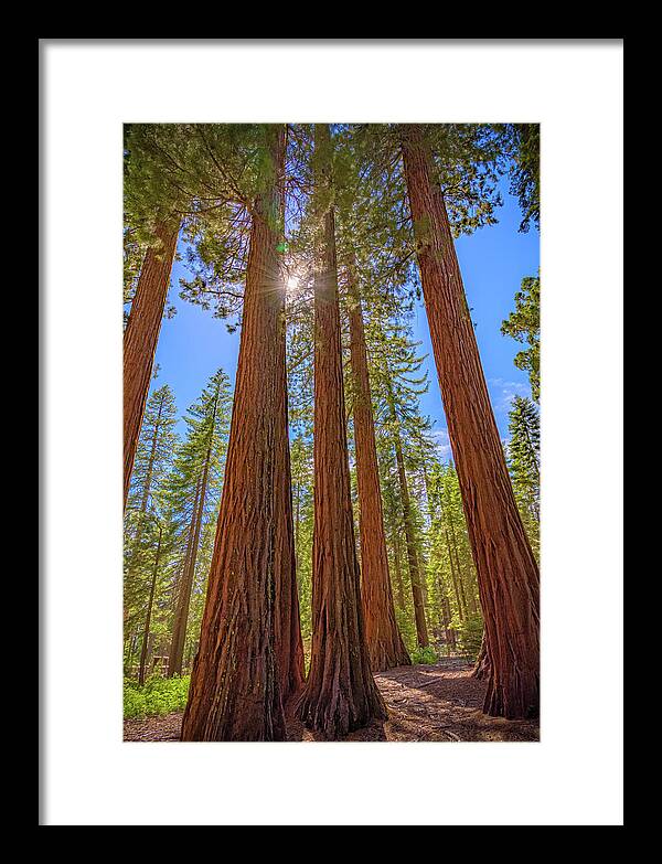 Sunshine Peeking Through Sequoia Trees - Framed Print