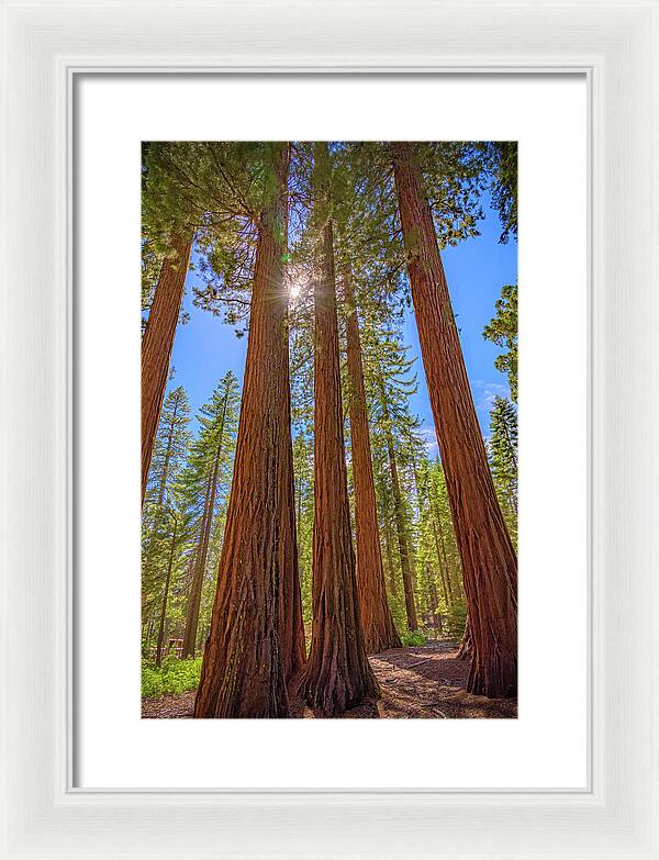 Sunshine Peeking Through Sequoia Trees - Framed Print