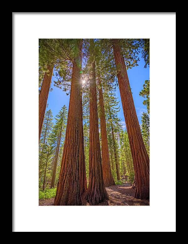 Sunshine Peeking Through Sequoia Trees - Framed Print