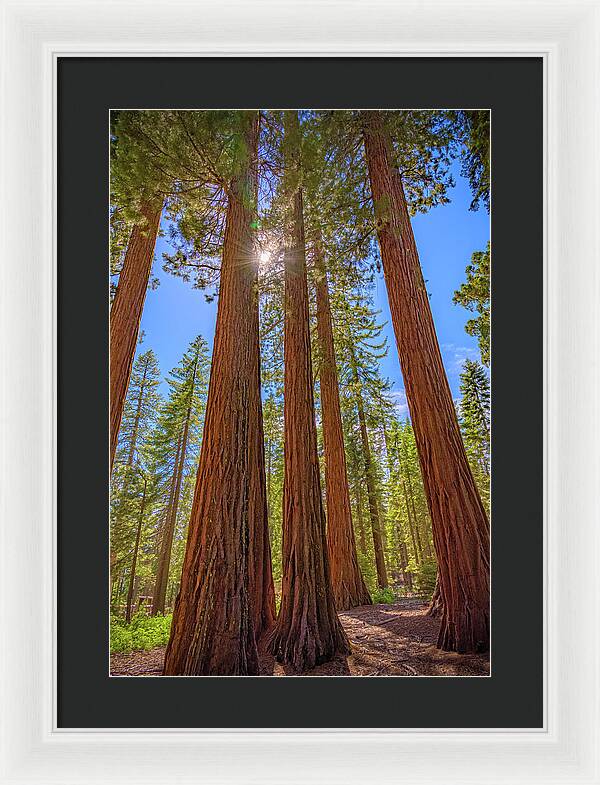 Sunshine Peeking Through Sequoia Trees - Framed Print