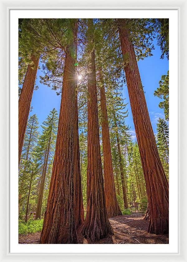 Sunshine Peeking Through Sequoia Trees - Framed Print