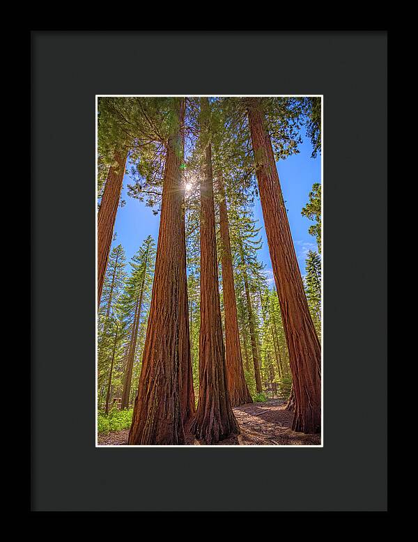 Sunshine Peeking Through Sequoia Trees - Framed Print