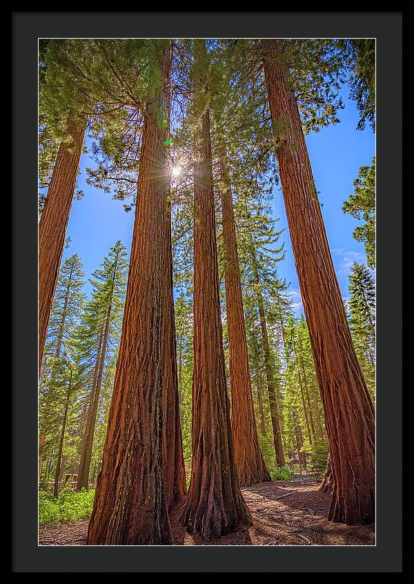 Sunshine Peeking Through Sequoia Trees - Framed Print