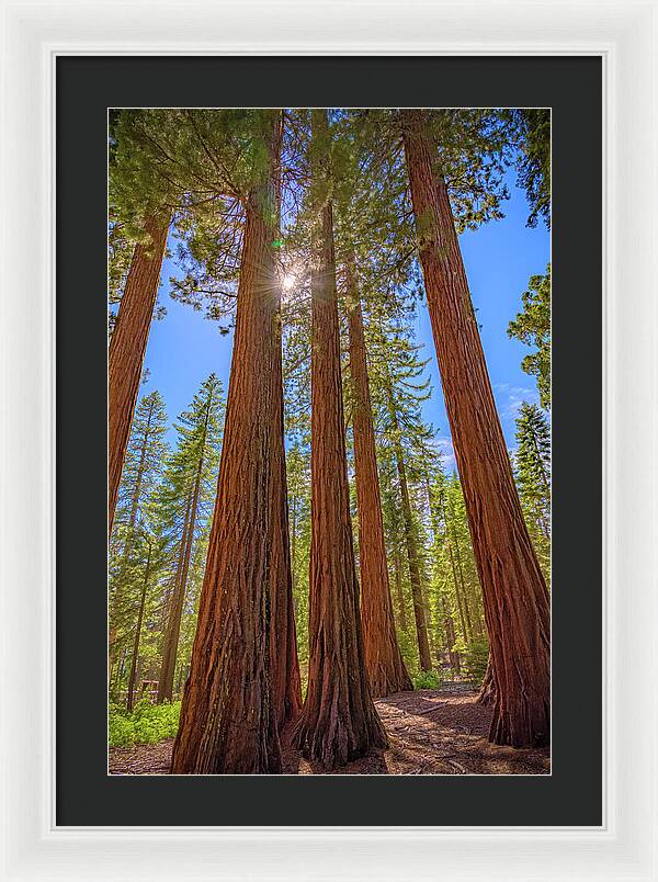 Sunshine Peeking Through Sequoia Trees - Framed Print