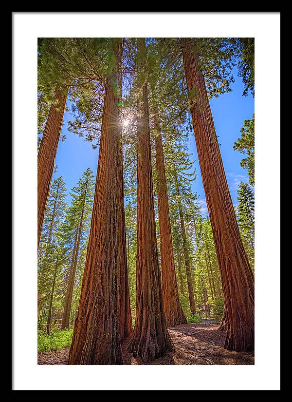 Sunshine Peeking Through Sequoia Trees - Framed Print