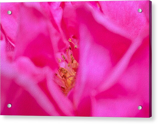 The inside of a Magenta Flower Landscape - Acrylic Print