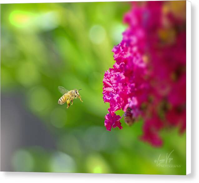 The Love of a Bee for Magenta Flowers - Canvas Print