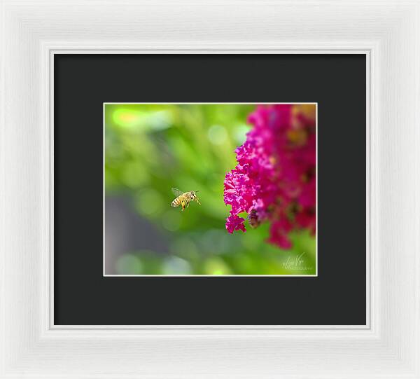 The Love of a Bee for Magenta Flowers - Framed Print