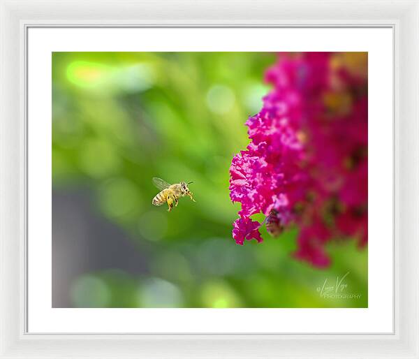 The Love of a Bee for Magenta Flowers - Framed Print