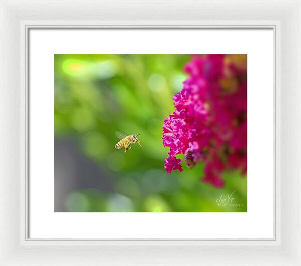 The Love of a Bee for Magenta Flowers - Framed Print