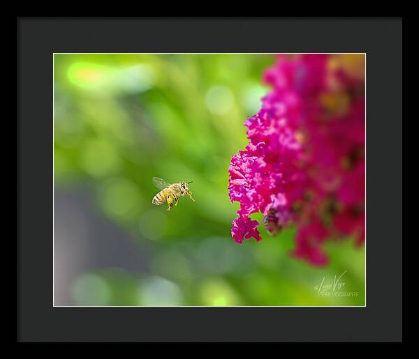 The Love of a Bee for Magenta Flowers - Framed Print