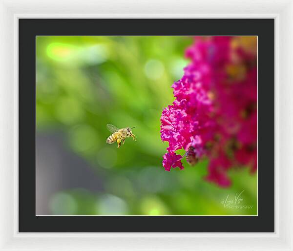 The Love of a Bee for Magenta Flowers - Framed Print