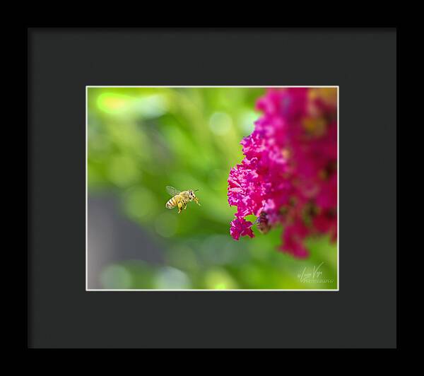 The Love of a Bee for Magenta Flowers - Framed Print
