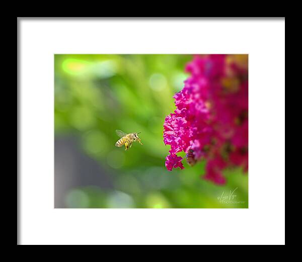 The Love of a Bee for Magenta Flowers - Framed Print