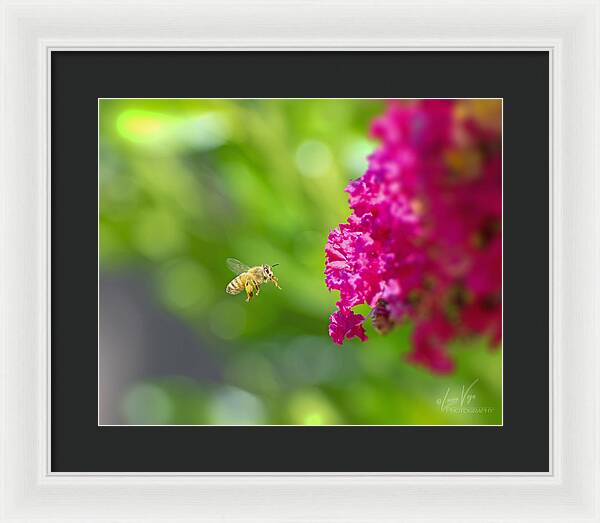 The Love of a Bee for Magenta Flowers - Framed Print