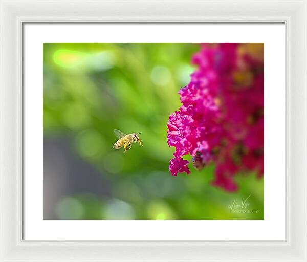 The Love of a Bee for Magenta Flowers - Framed Print