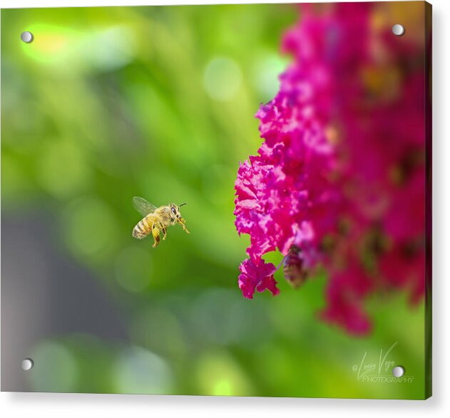 The Love of a Bee for Magenta Flowers - Acrylic Print