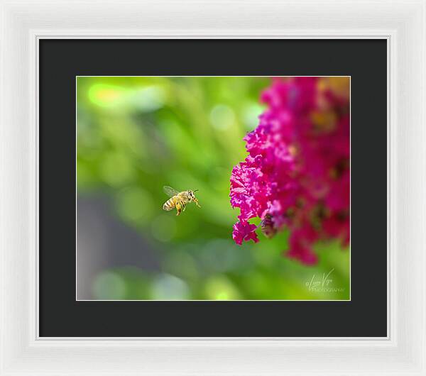 The Love of a Bee for Magenta Flowers - Framed Print