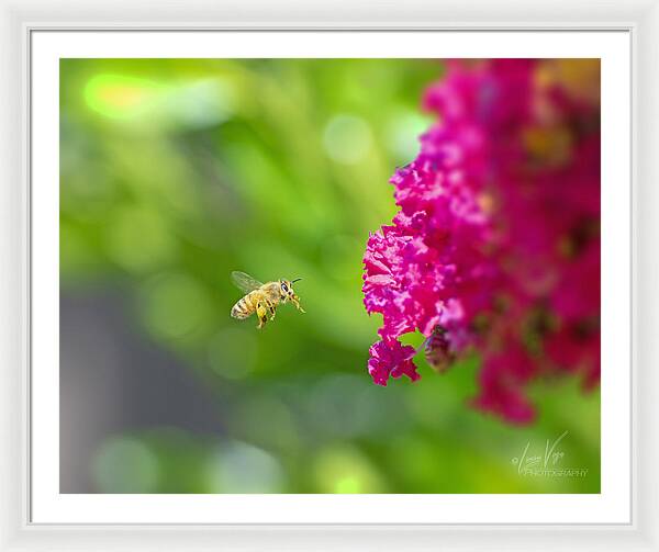 The Love of a Bee for Magenta Flowers - Framed Print
