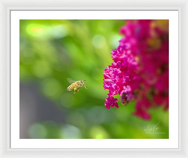 The Love of a Bee for Magenta Flowers - Framed Print