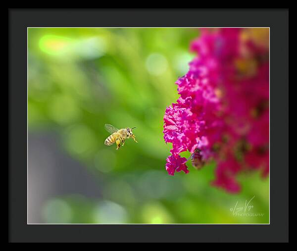 The Love of a Bee for Magenta Flowers - Framed Print