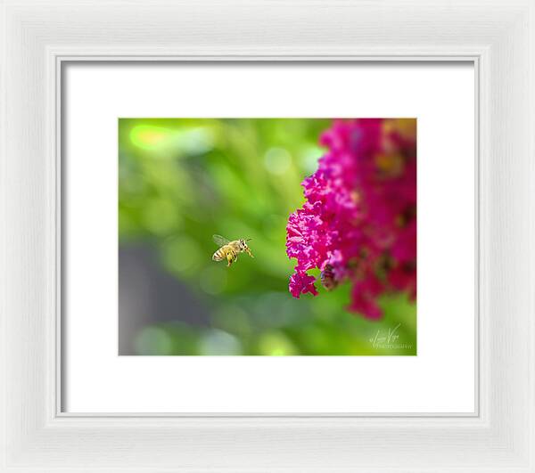 The Love of a Bee for Magenta Flowers - Framed Print
