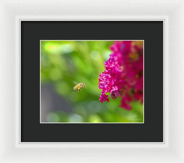 The Love of a Bee for Magenta Flowers - Framed Print