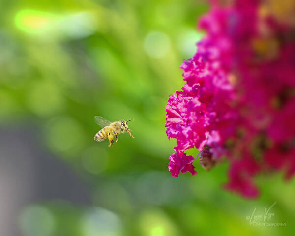 The Love of a Bee for Magenta Flowers - Art Print