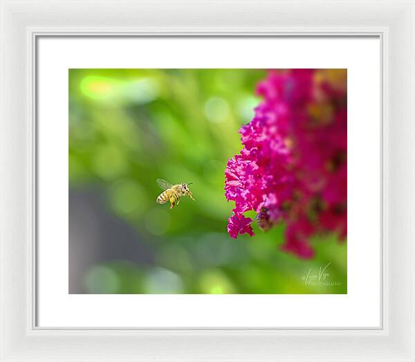 The Love of a Bee for Magenta Flowers - Framed Print