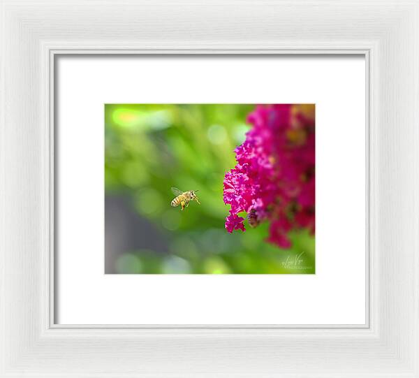 The Love of a Bee for Magenta Flowers - Framed Print