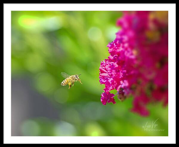 The Love of a Bee for Magenta Flowers - Framed Print