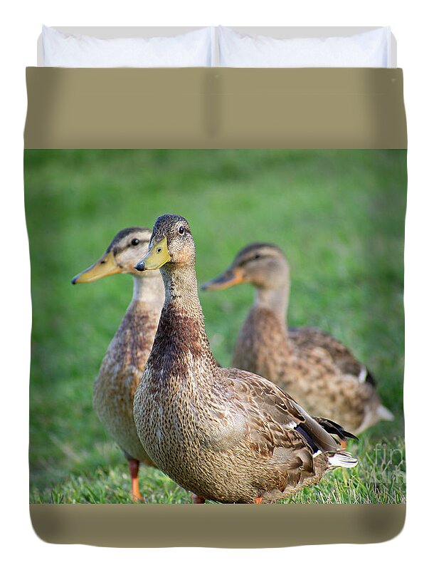 Three Little Ducks - Duvet Cover