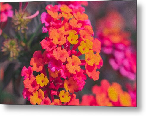 Tiny Flowers Landscape - Metal Print