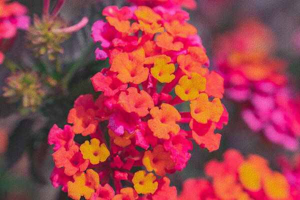 Tiny Flowers Landscape - Art Print