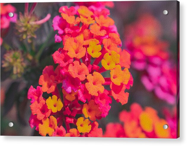 Tiny Flowers Landscape - Acrylic Print