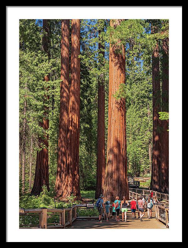 Tourists walking through the Giant Sequoias - Framed Print