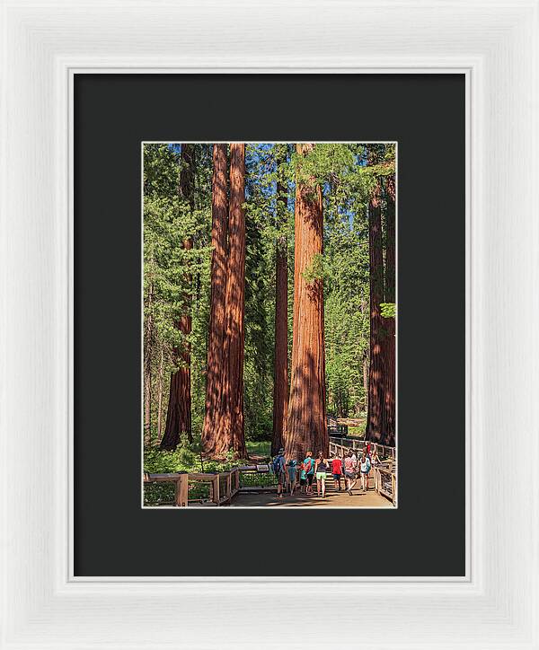 Tourists walking through the Giant Sequoias - Framed Print