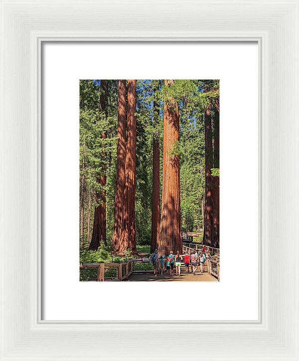 Tourists walking through the Giant Sequoias - Framed Print