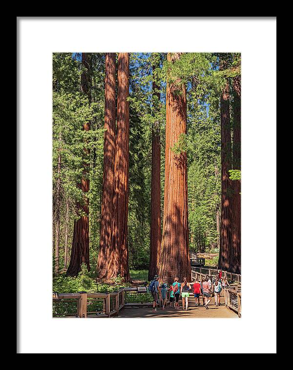 Tourists walking through the Giant Sequoias - Framed Print