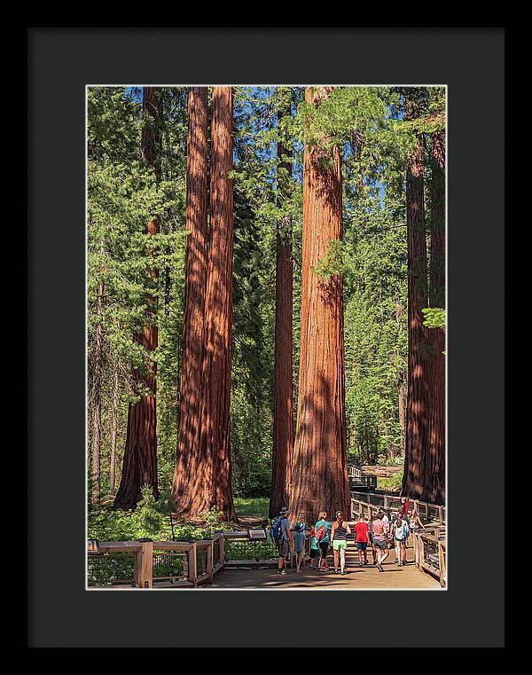 Tourists walking through the Giant Sequoias - Framed Print
