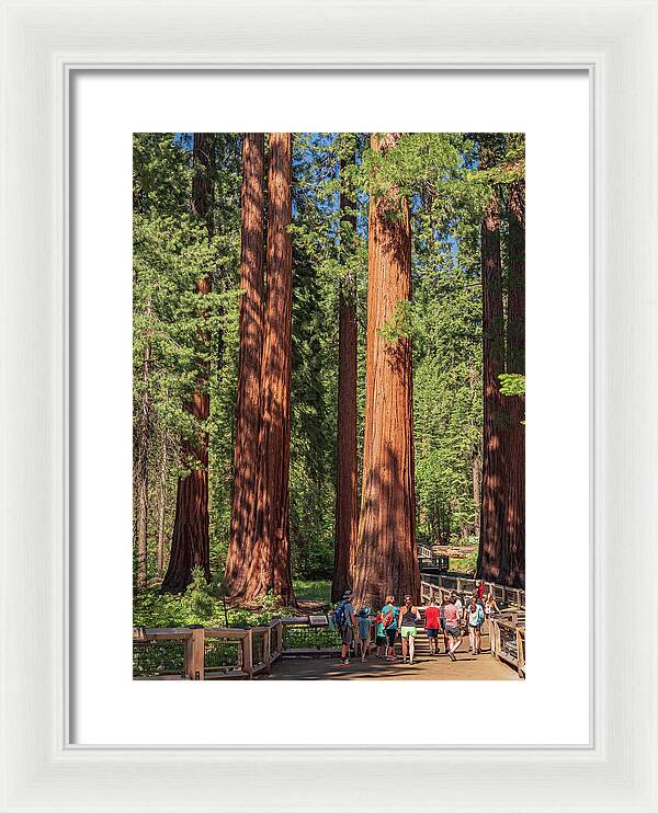 Tourists walking through the Giant Sequoias - Framed Print