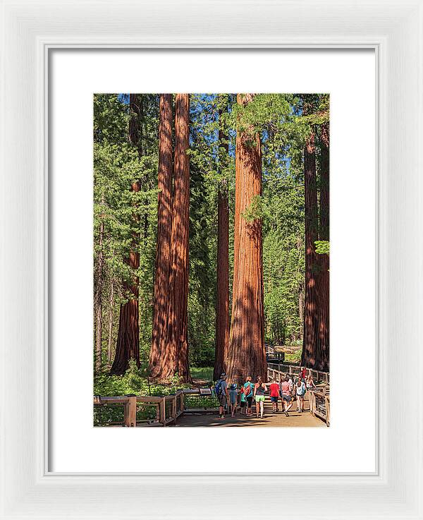 Tourists walking through the Giant Sequoias - Framed Print