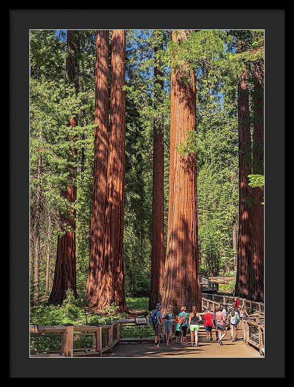 Tourists walking through the Giant Sequoias - Framed Print