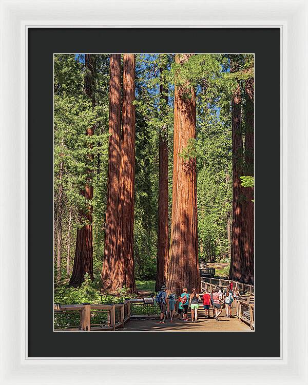 Tourists walking through the Giant Sequoias - Framed Print